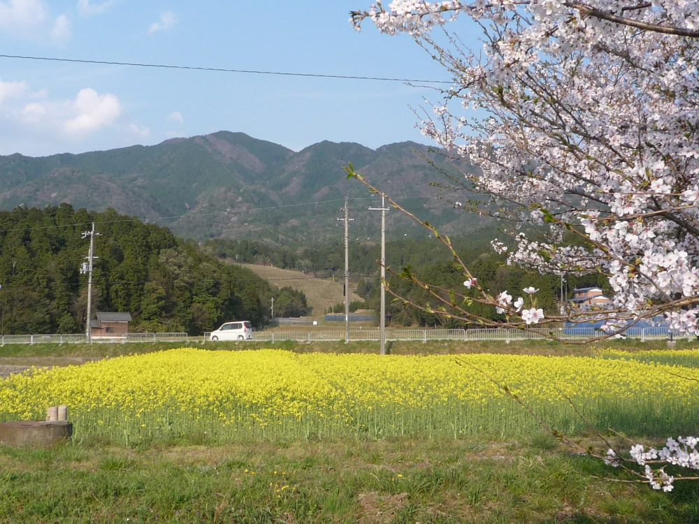 菜の花の黄色い絨毯を歩く