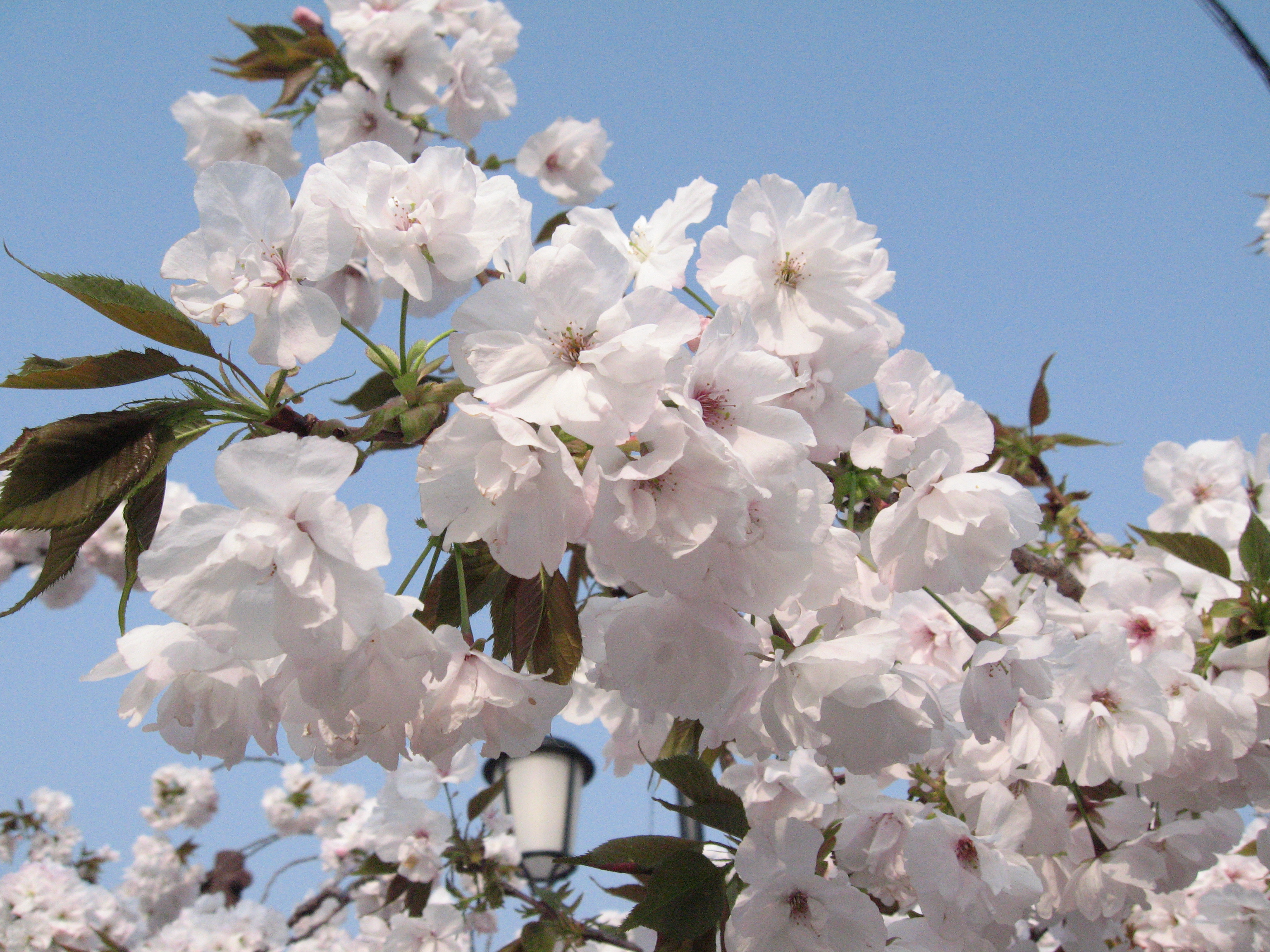 🌸 2023桜開花情報 🌸（随時更新）