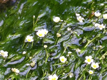 いにしえから続く湧水の恵み