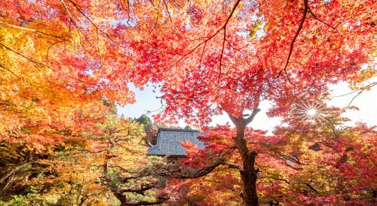 旬の特集_秋_紅葉