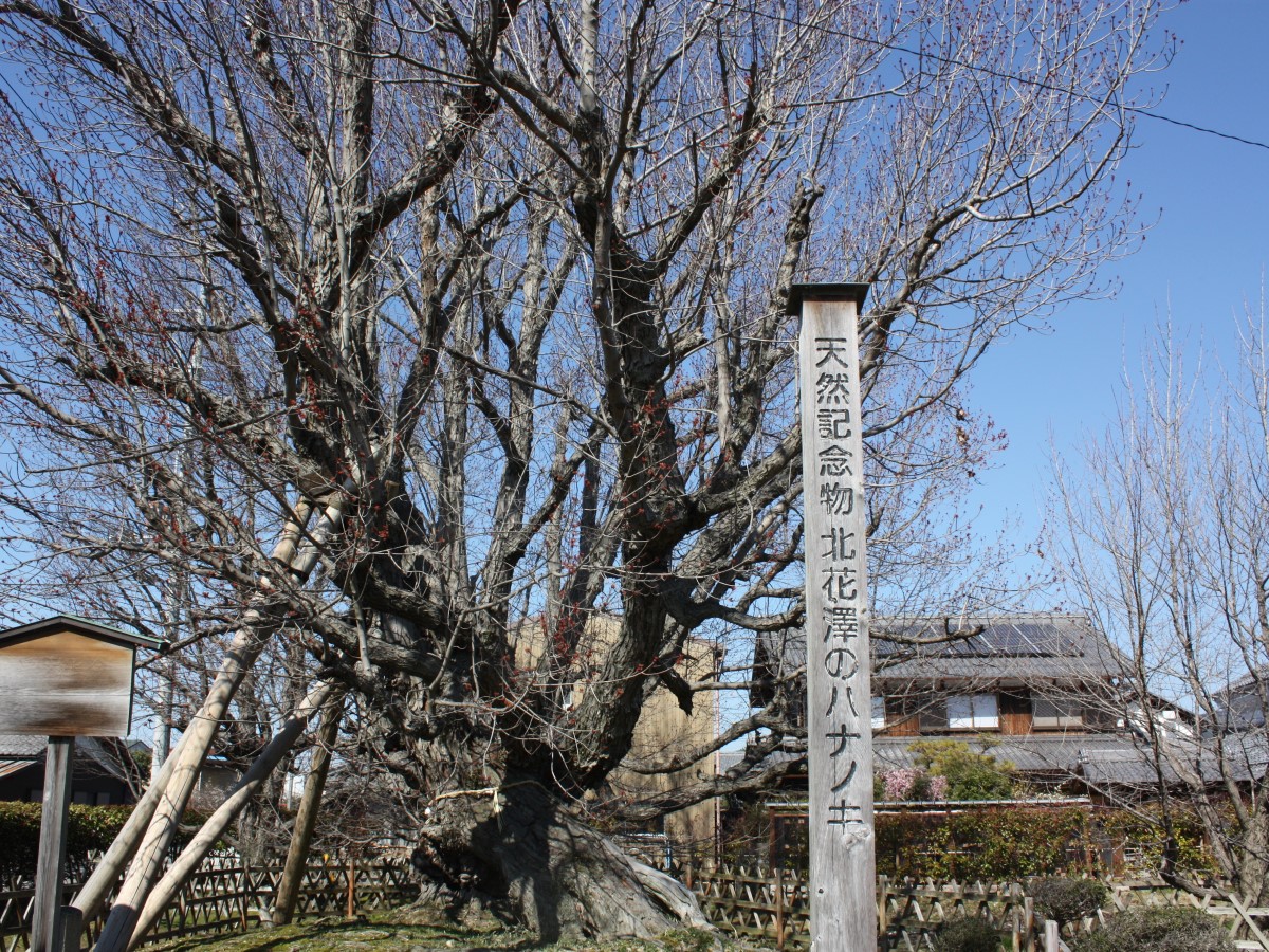 北花沢と南花沢のハナノキ