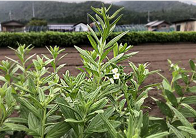 万葉の花