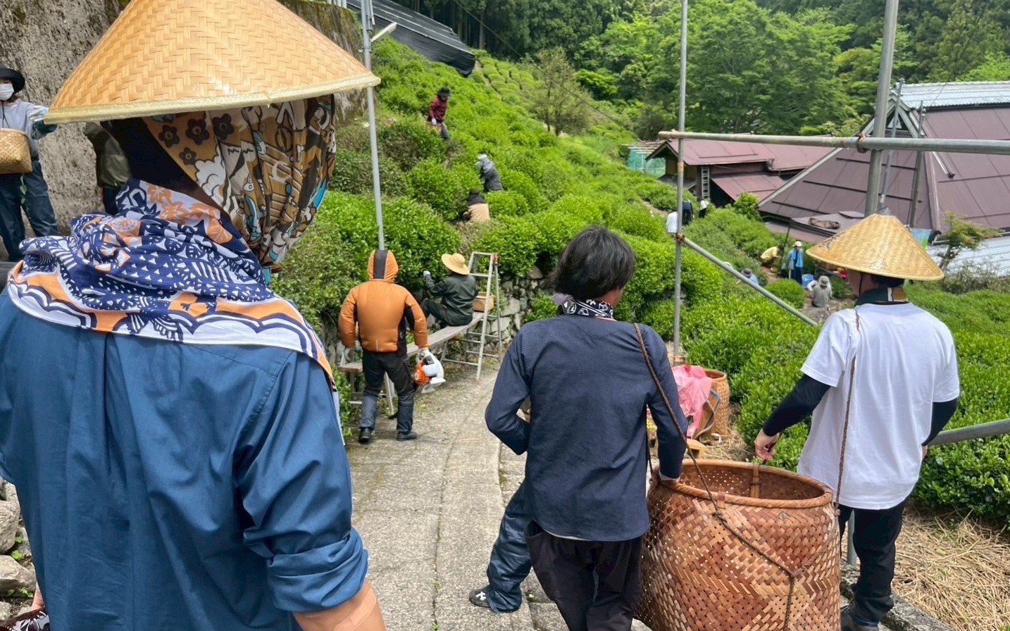 サンプル